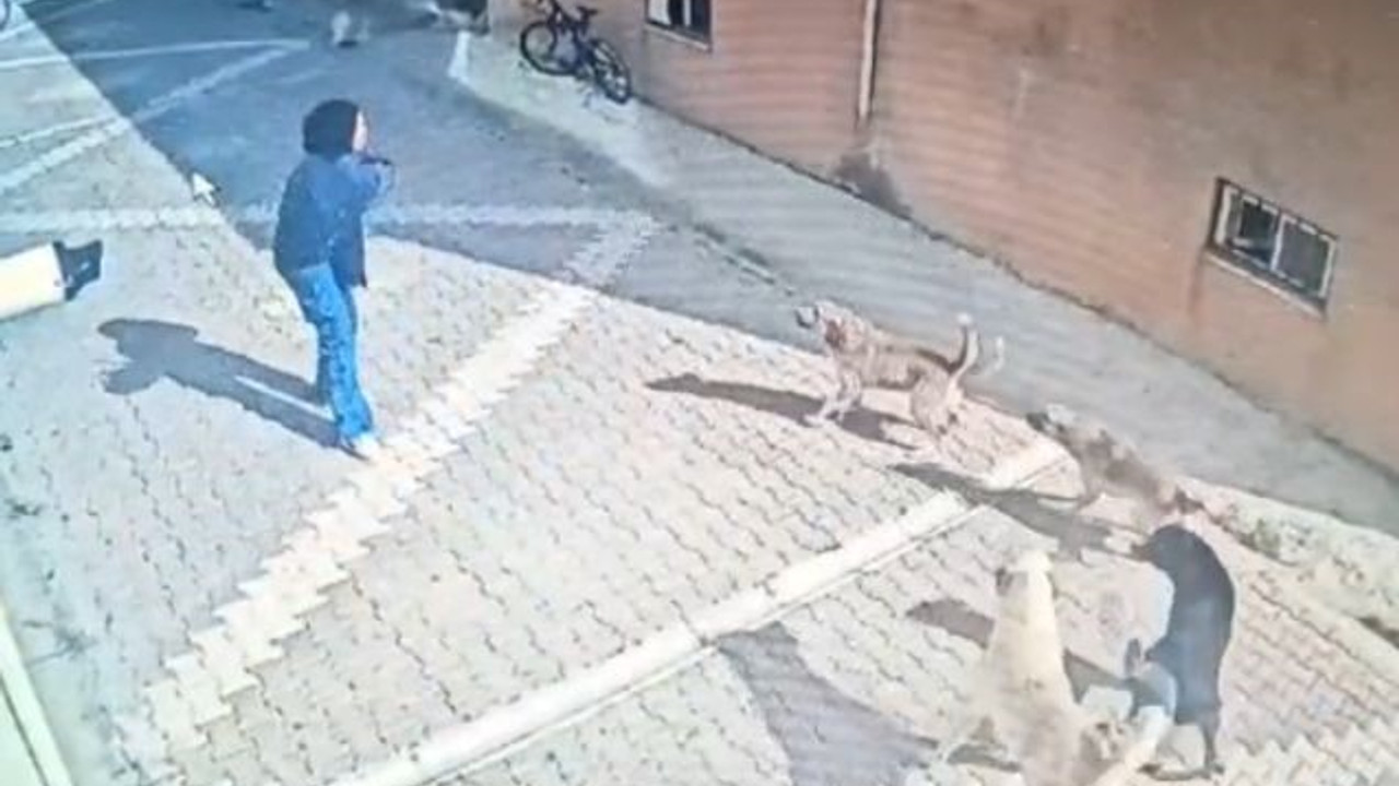 Sokak köpekleri terör estirdi: Kız öğrenciye böyle saldırdı