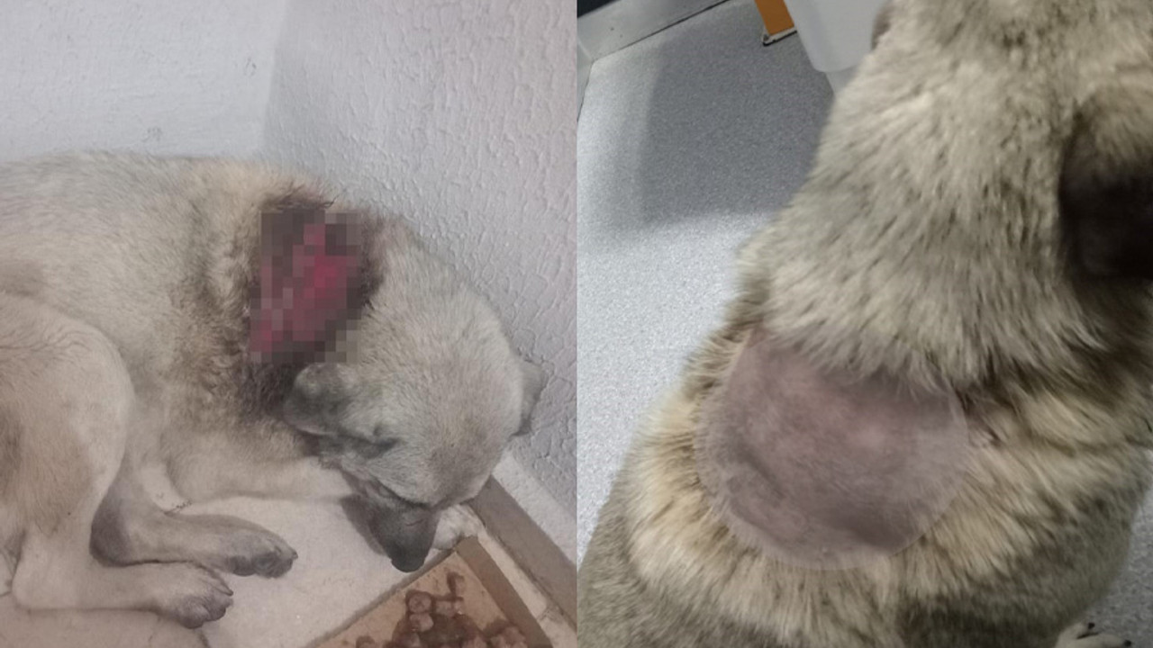 Büyükçekmece'de vahşet! Sokak köpeğinin üzerine kaynar su döktüler