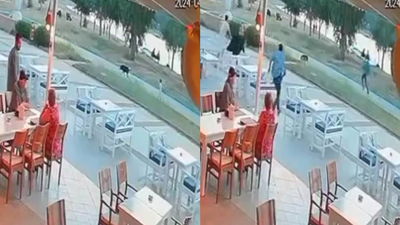 Sokak köpeği, kendisini sevmek isteyen çocuğu öldürüyordu
