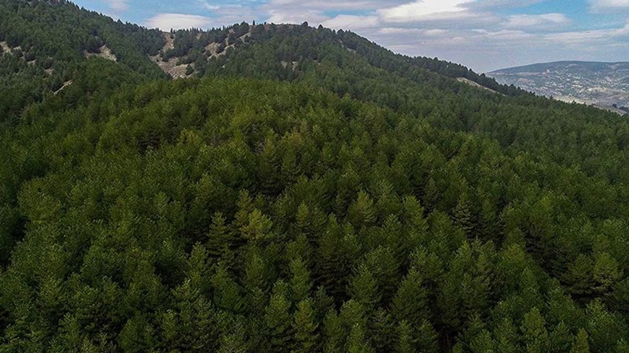 "81 İlde 81 Orman" projesi yeniden hayata geçiyor