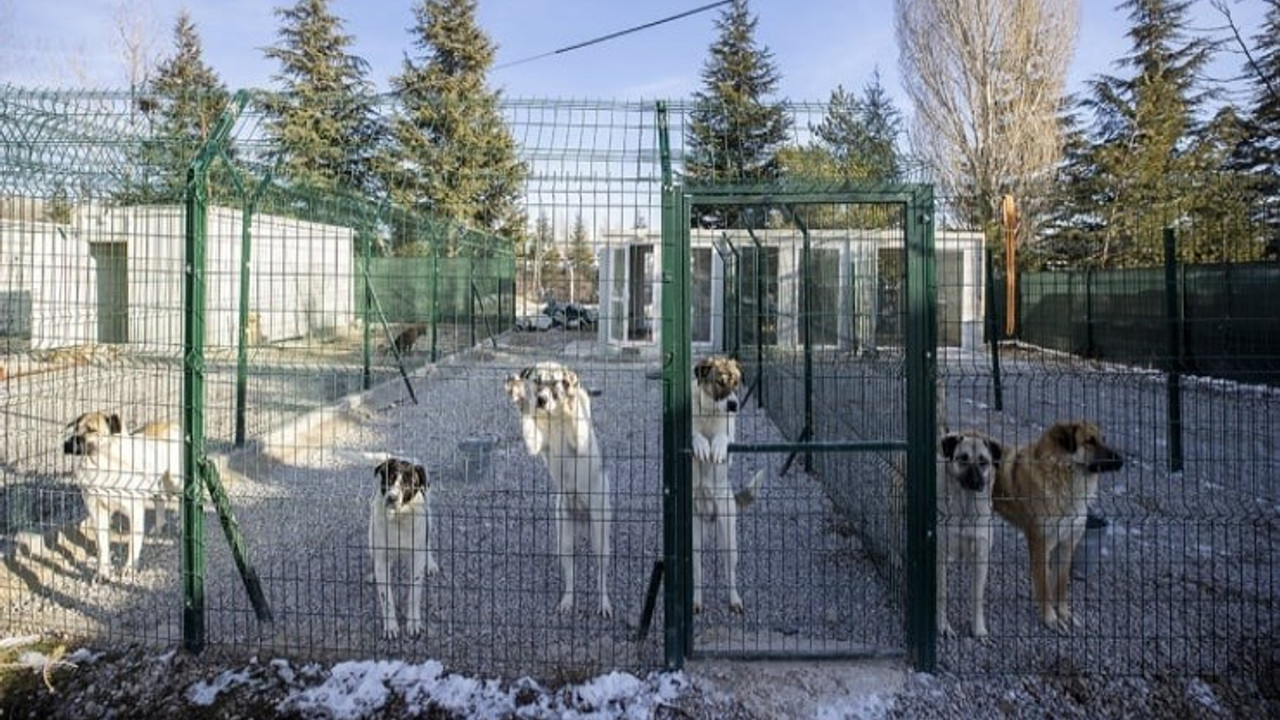 Sokak hayvanları yasası kabul edildi mi, maddeleri neler? Sokak köpekleri uyutulacak mı? Ötanazi maddesi yasadan çıktı!