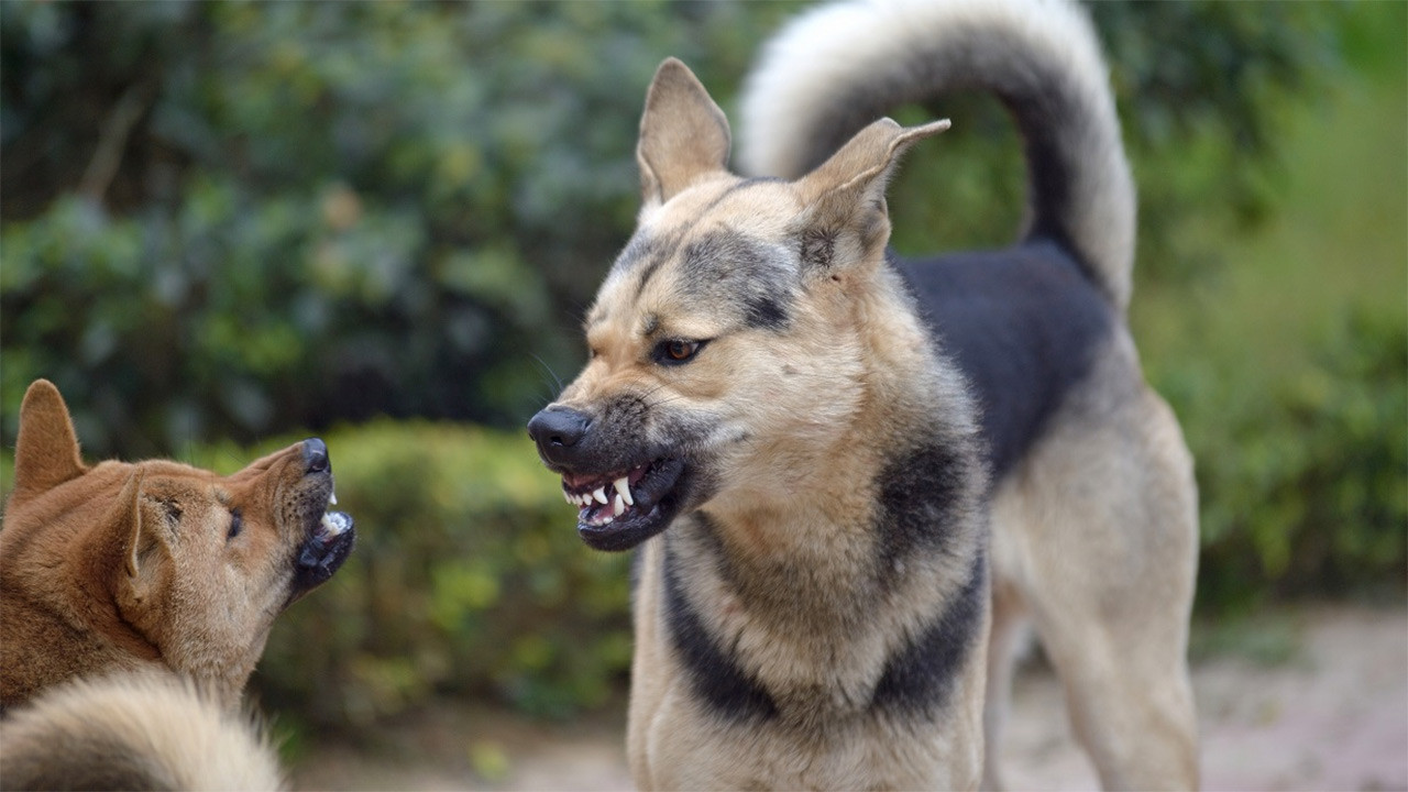 Avrupa ülkelerinden Türkiye’ye seyahat edeceklere “köpek” uyarısı!