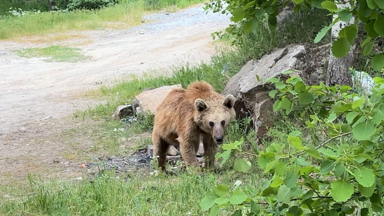 Nemrut'un maskot ayıları tehlike saçıyor