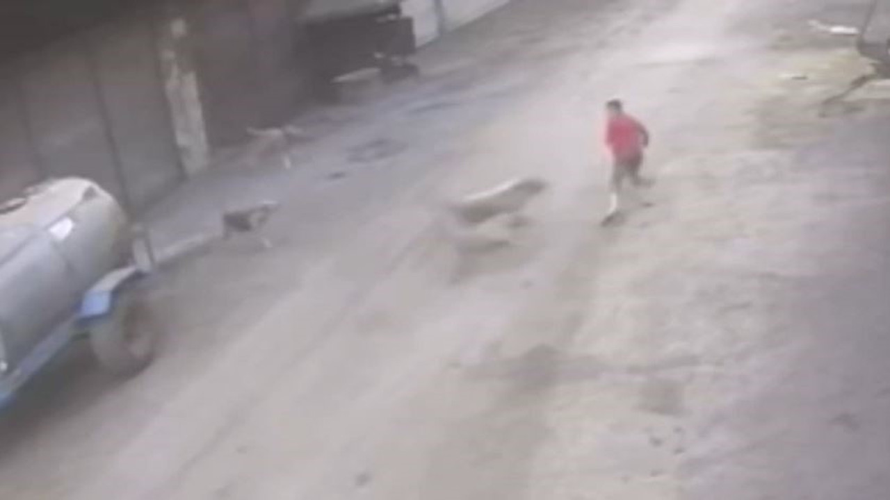 Adana'da çocuk sokak köpeklerin saldırısına uğradı