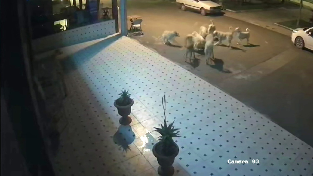 10 sokak köpeği anne kedi ve 2 yavrusunu parçaladı