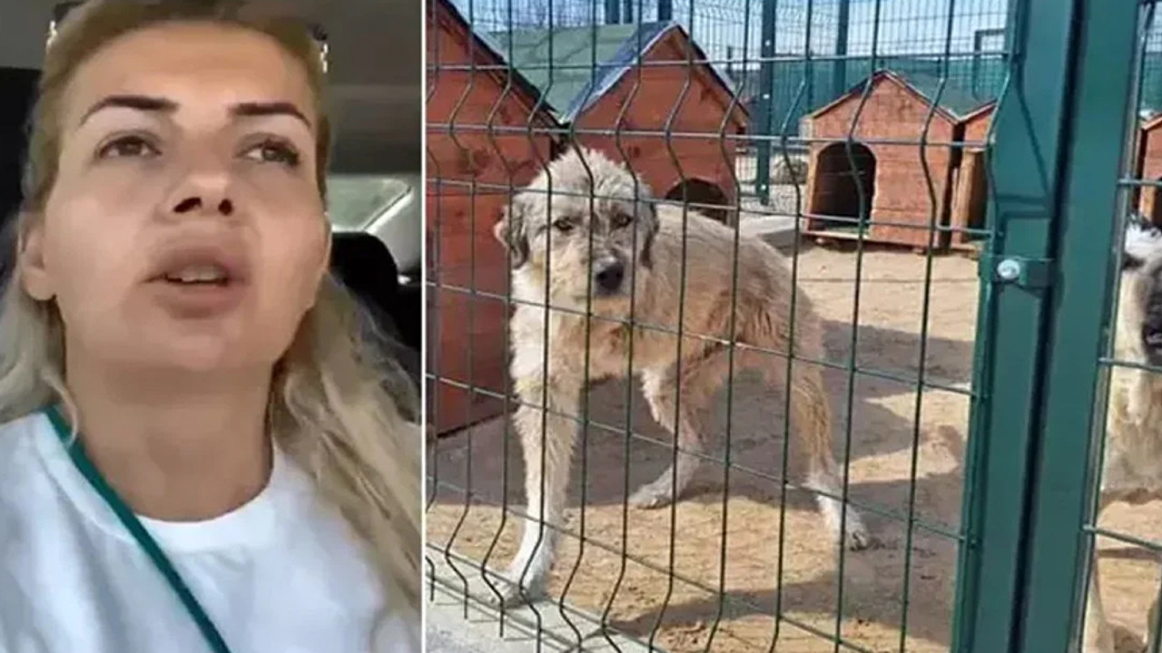 Kuduz hastalığı olan köpekleri Ankara'ya taşıdığı iddiasıyla tutukluydu: Tahliye edildi