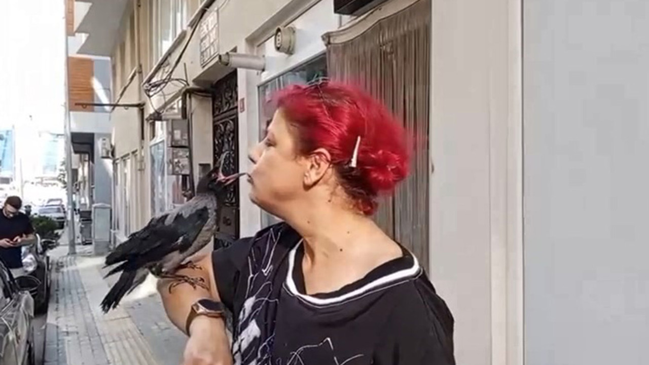 Kediden kurtardığı karga dostu oldu!