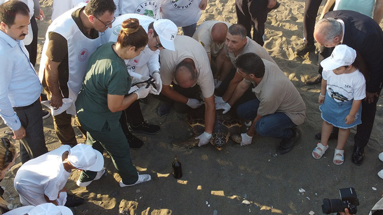 50 yaşındaki Caretta Caretta 2 yıl sonra denizde!