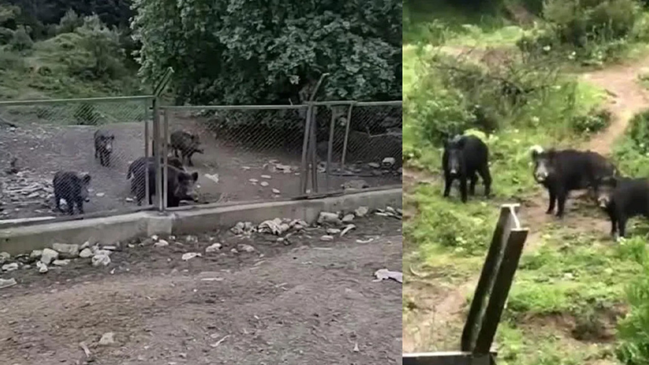 İstanbul'da aç kalan domuzlar şehre indi!