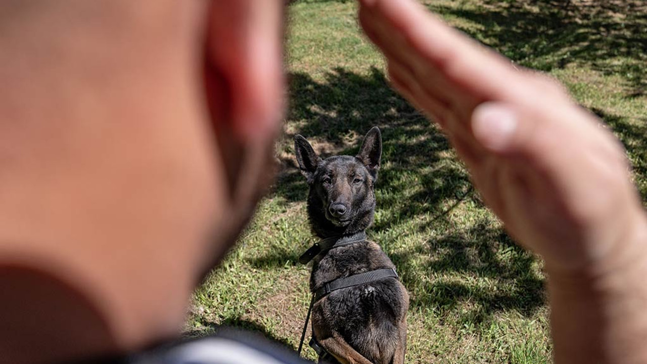 Jandarma narkotik dedektör köpekleri: Saz, Miço, Amber!