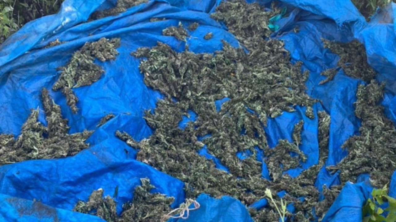 Jandarmadan şok operasyon! 2 milyon kök kenevir bitkisi ele geçirildi
