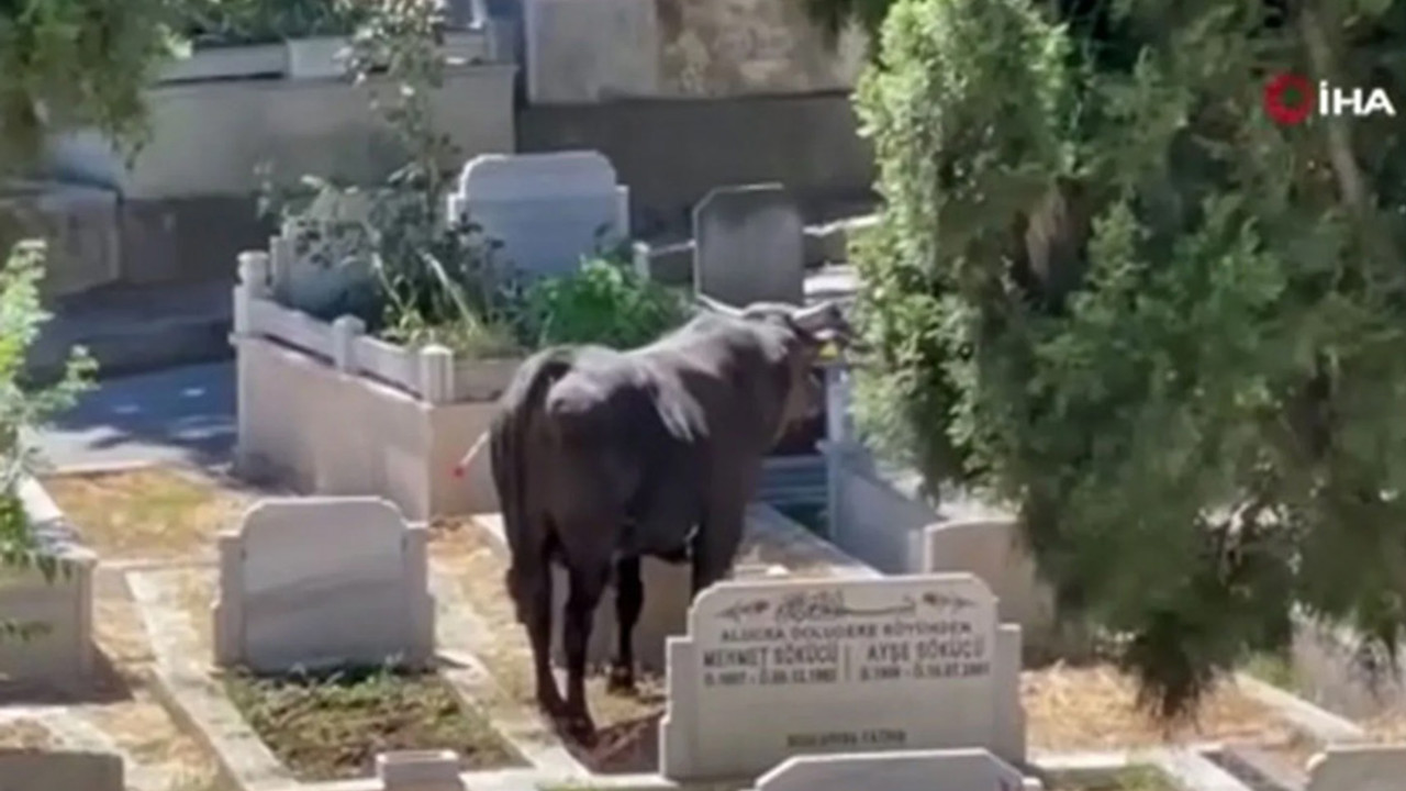 Beyoğlu'nda kızgın boğa mezarlığa daldı!