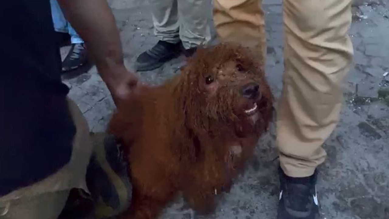 Küçükçekmece'de enkaz altında kalan sevimli köpek Cookie, ekiplerce kurtarıldı