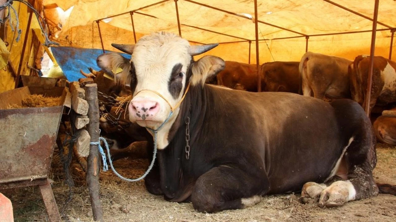 Satılamayan kurbanlıkları ESK alacak