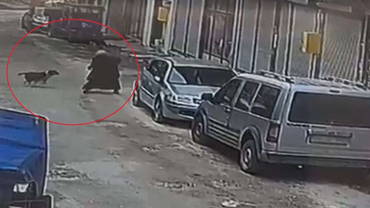 Ordu'da sokak köpeği yaşlı kadına saldırdı