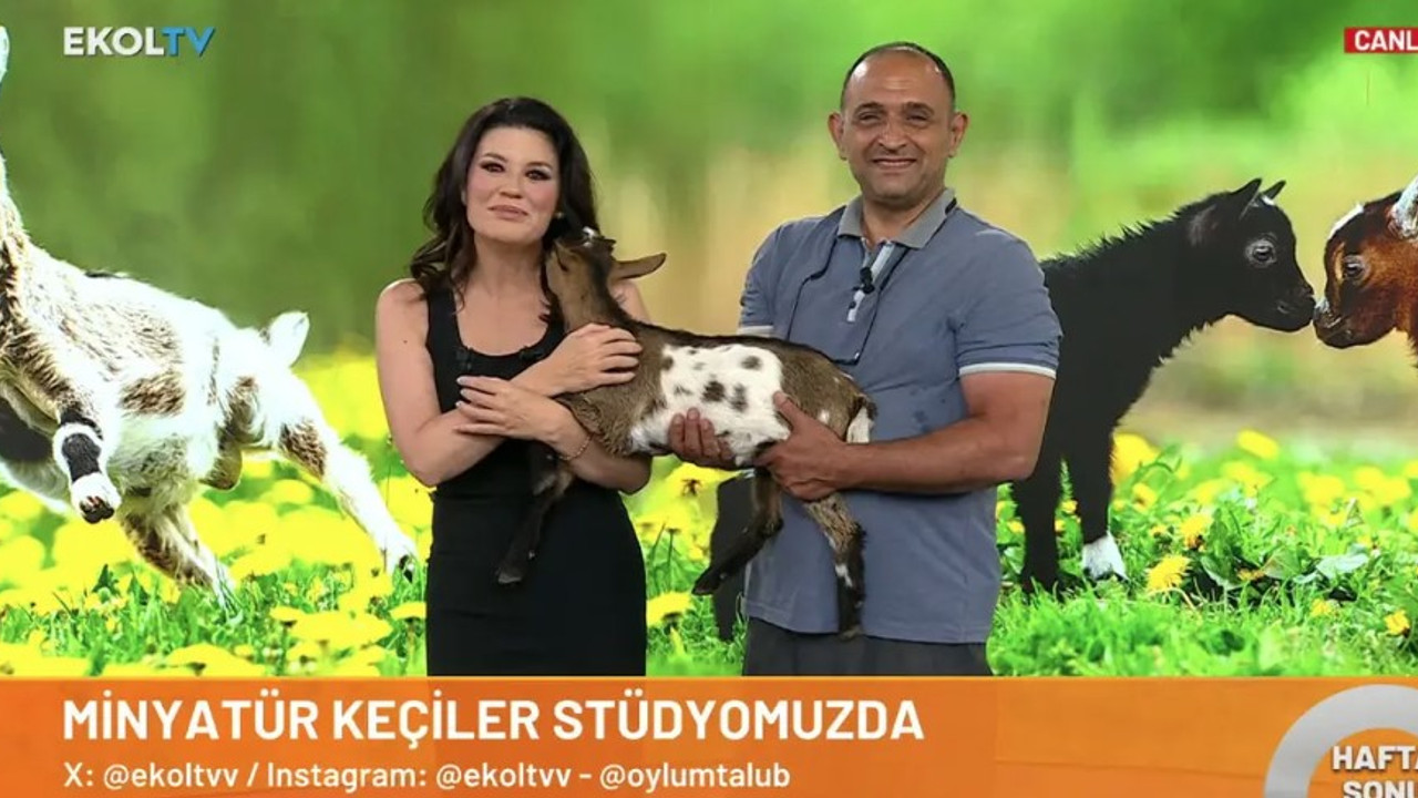 Oylum Talu programına cüce keçilerle çıktı