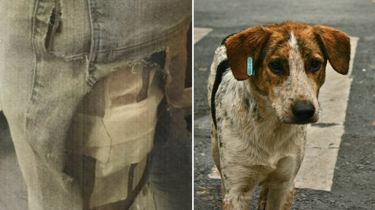Mahkeme, sokak köpekleri saldırısında valilik ve belediyeleri sorumlu tuttu