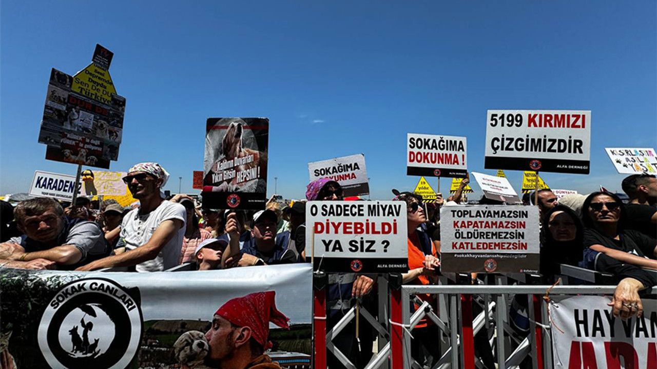 Sahipsiz hayvanlara yönelik yasal düzenlemeye ilişkin miting düzenlendi