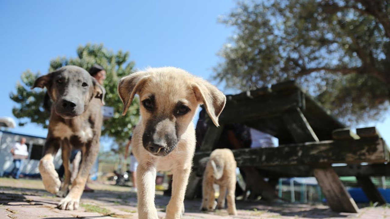 Demet Akalın, sosyal medya hesabından paylaştı: Kuzenimi köpekler parçaladı, 2 evlat annesiz kaldı