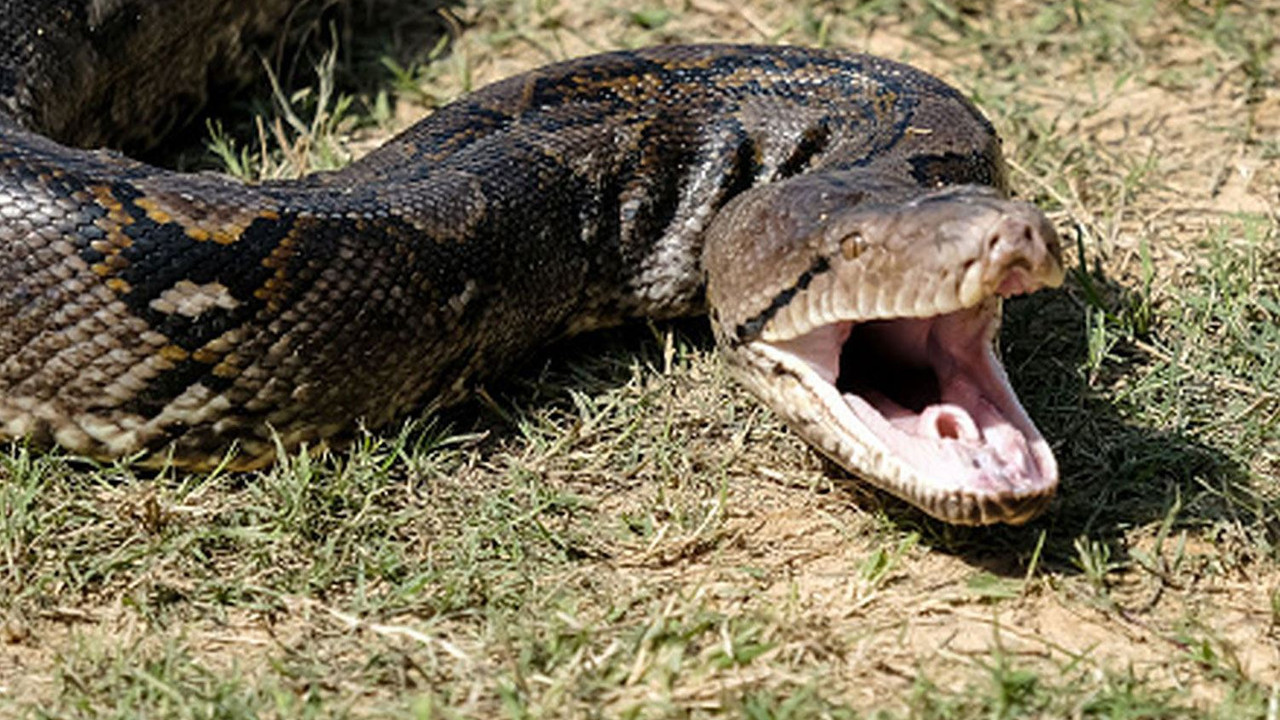 Çocuğuna ilaç almak için evden çıkan kadını piton yedi!