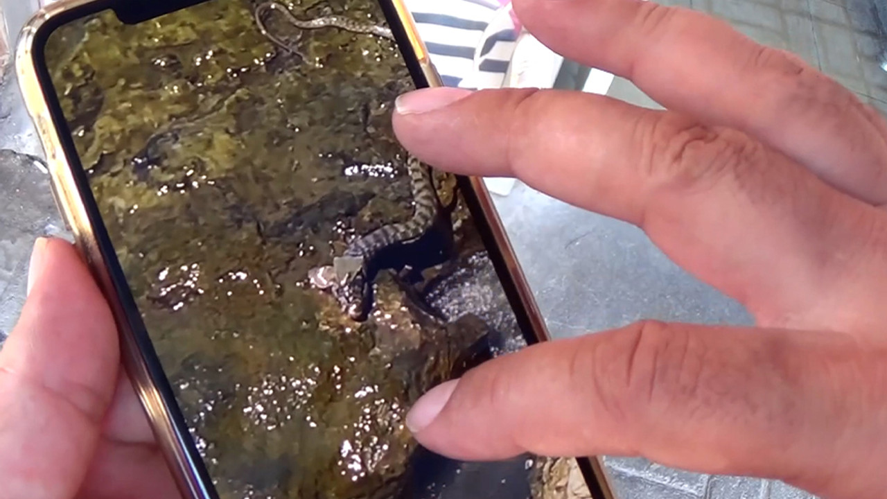 Muğla'da ilginç başlı yılan görüntülendi!