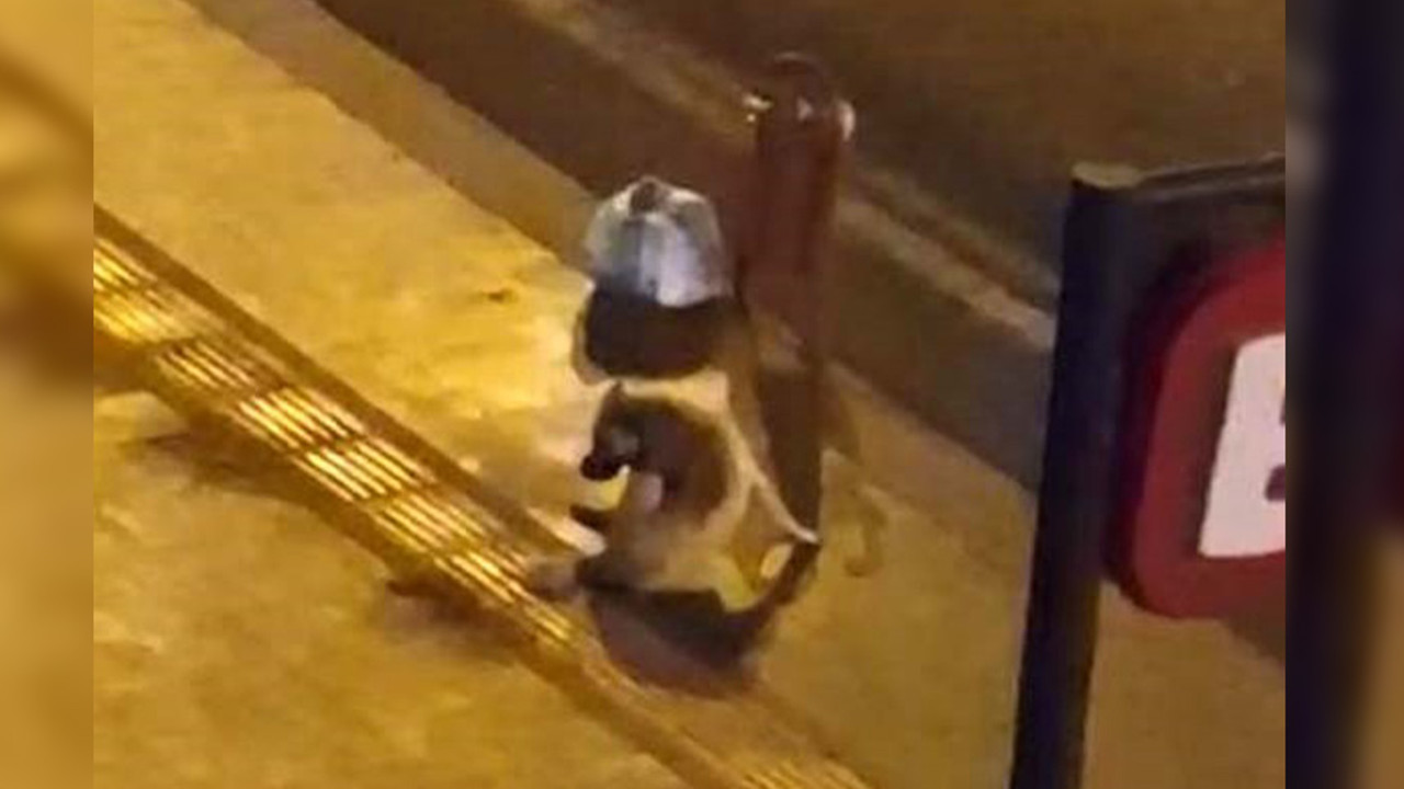 Sokak köpeğinin alkolle imtihanı!
