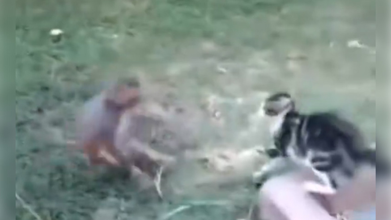 Başıboş maymunun kediyle kavgası!