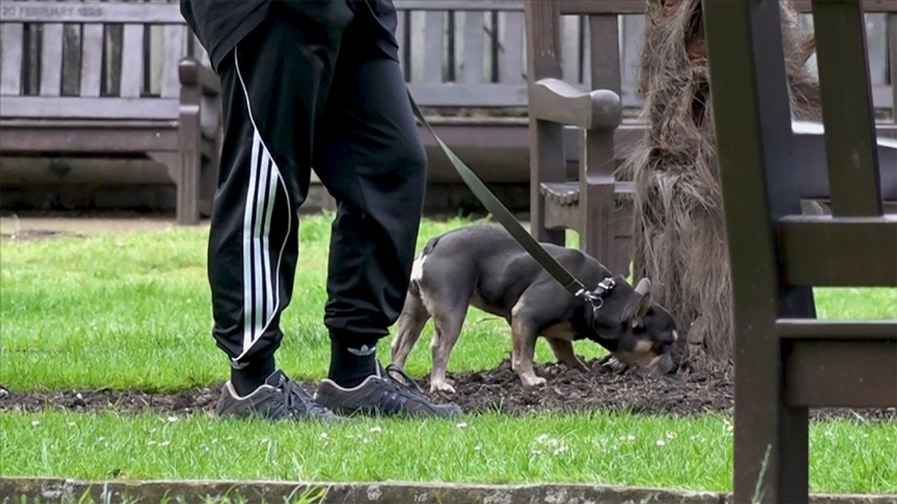 Sokak köpeklerine ilişkin teklif TBMM'ye sunuldu: Ötanazi detayı kesinleşti