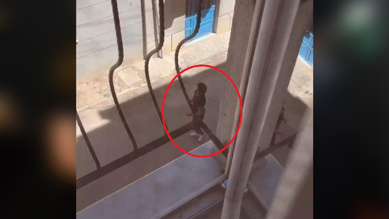 Köpeğine işkence etmiş serbest kalmıştı!