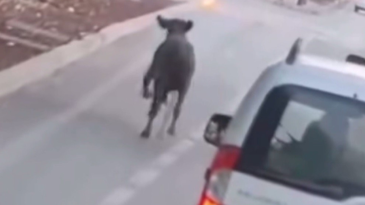 Firari dana trafiği birbirine kattı