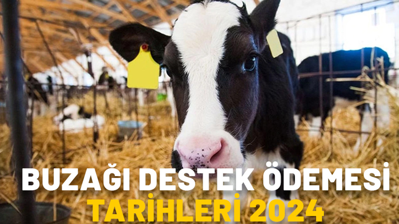 BUZAĞI DESTEK ÖDEMESİ TARİHLERİ 2024: Buzağı desteği ödemeleri ne zaman yapılacak?