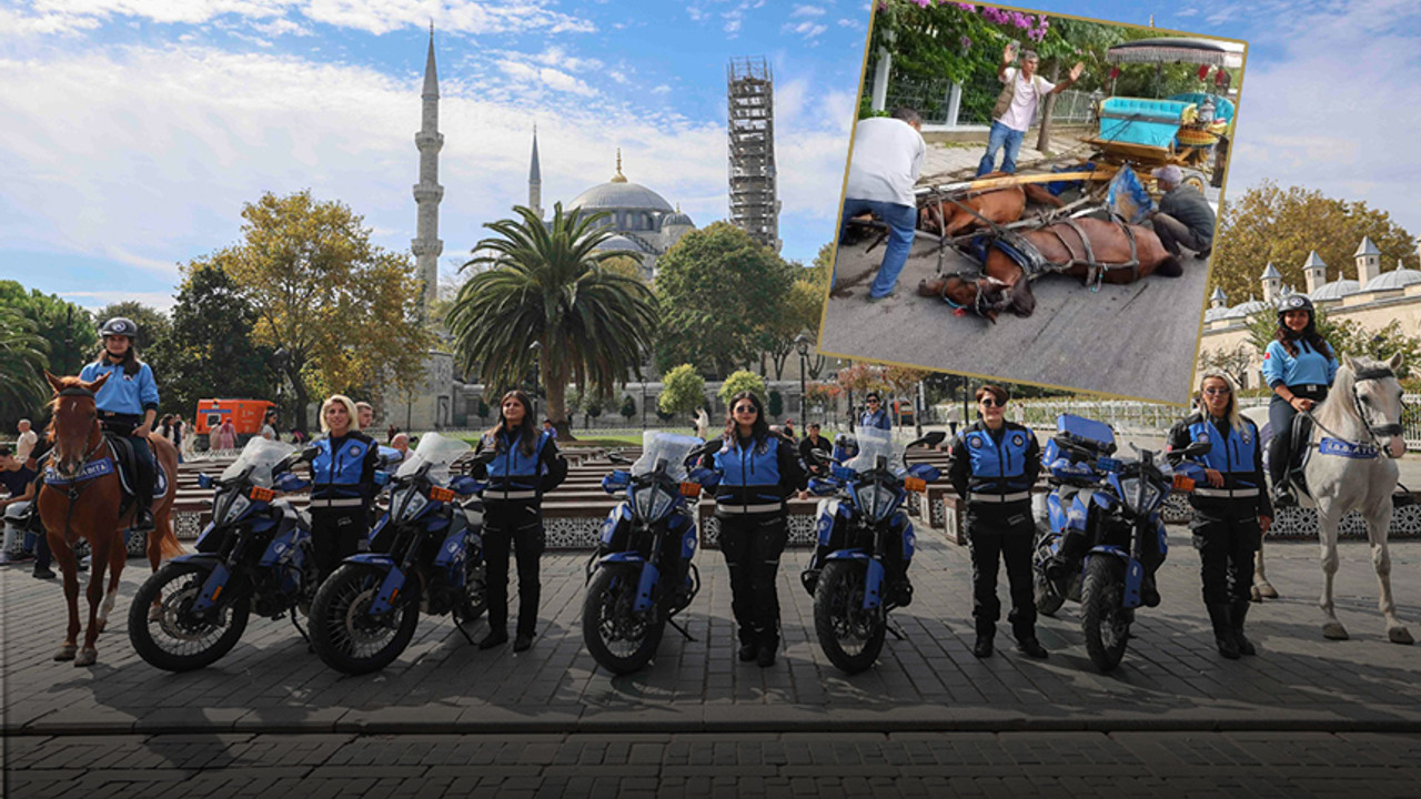 Büyükada'nın çilekeş atları zabıtada çalışmaya başladı