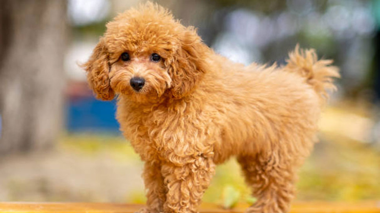 Sahte köpekleri “sahiplenme bedeli” adı altında sattılar! Dolandırıcılıktan hapis istemiyle yargılanıyorlar