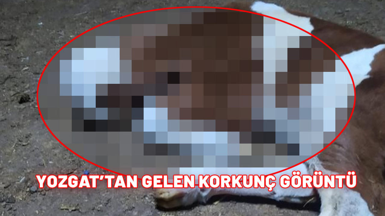 Görüntülerin adresi Hindistan değil Türkiye! Ahıra koşan adam gördüğüne inanamadı: Fotoğraf sizi de şoke edecek