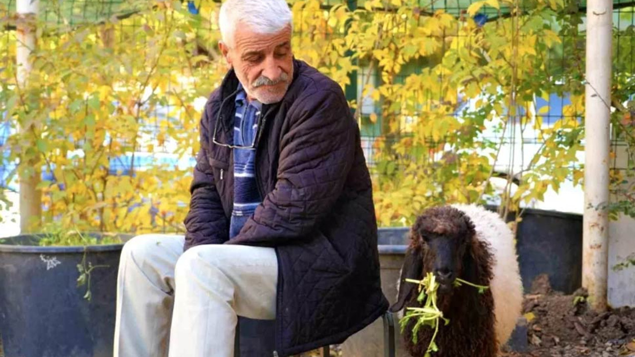 Sahiplendiği annesiz kuzuya ünlü gazetecinin adını verdi