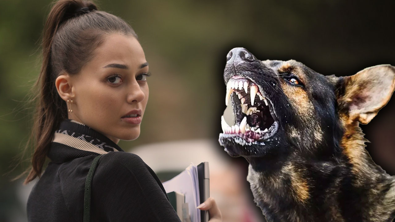 Sokak köpeği dehşeti! Dilan Çiçek Deniz hastanelik oldu