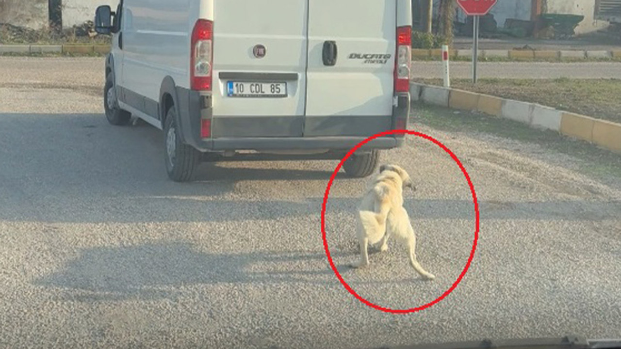 Köpeği arabanın arkasında sürükledi!