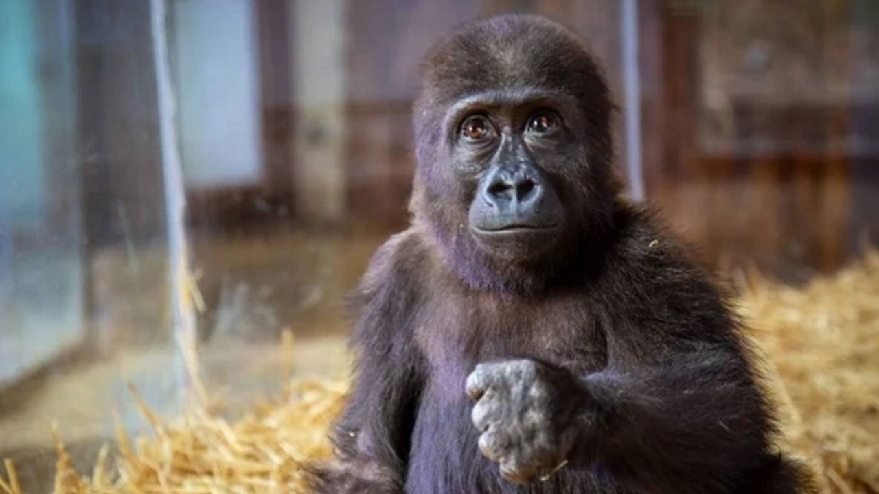 Goril yavrusu için anket başlatıldı! İşte son 4'e kalan isimler