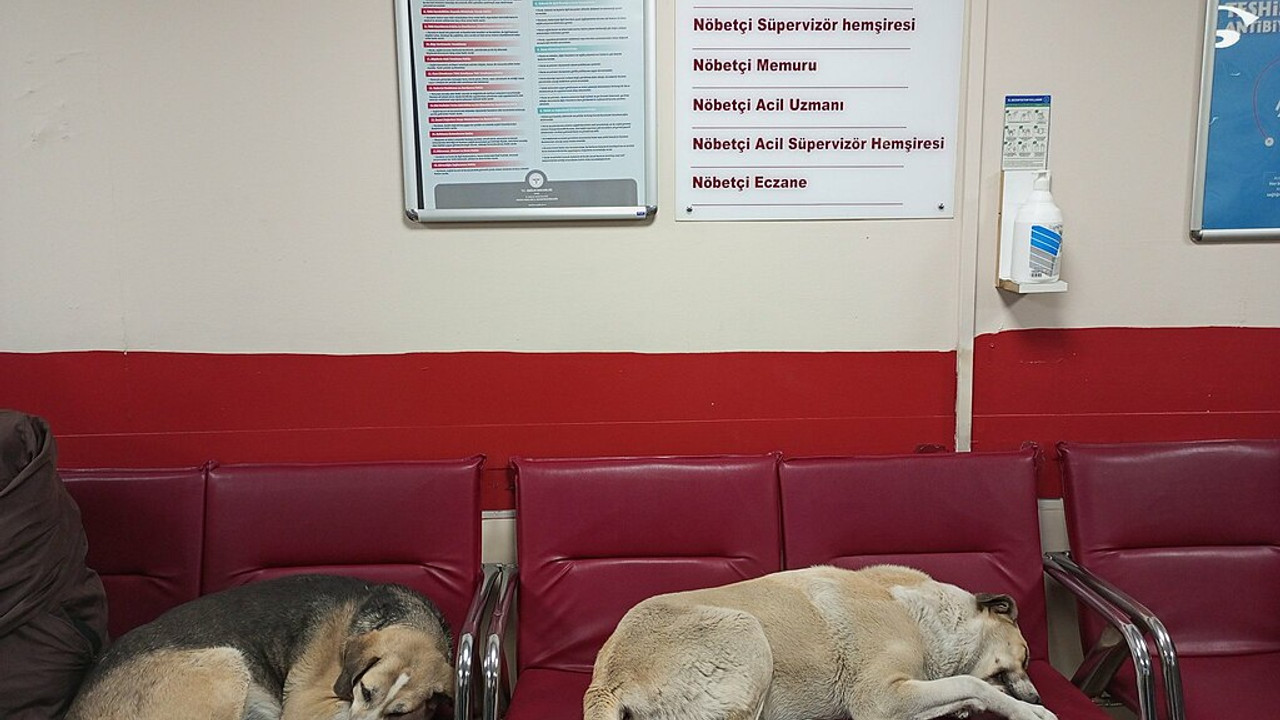 Bakanlık harekete geçti! Sokak köpekleri toplatılıyor