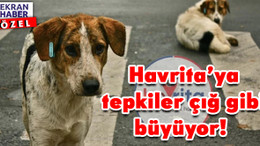Havrita’ya tepkiler çığ gibi büyüyor: Sokak hayvanlarını hedef gösteriyor!