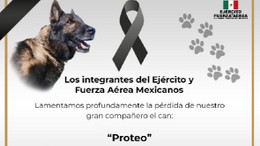 Meksika’dan gelen kurtarma köpeği ‘Proteo’ yaşamını yitirdi