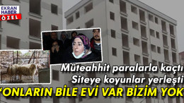 Müteahhit paralarla kaçınca siteye koyunlar yerleşti! Mağdurlar isyanda: ‘Onların bile evi var bizim yok’