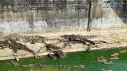 Akılalmaz olay! Ölüme terk edilen timsahlar birbirini yedi