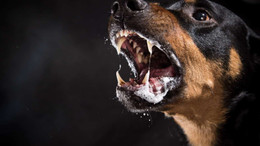 İspanya'da yaşlı kadını 2 köpek parçaladı