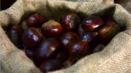 Çin kestanesi zararlı mı, nasıl anlaşılır?