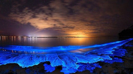 Bursa’da denizin rengi neden değişti? Alg patlaması nedir? Nasıl oluşur? Alg patlaması tehlikeli mi?