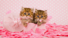 17 Şubat Dünya Kediler Günü: Kediler Günü Nedir, Nasıl Ortaya Çıktı?