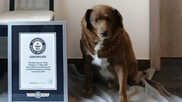 Dünyanın en yaşlı köpeği ünvanı verilmişti! Bobi'ye kötü haber