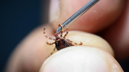 Sivas Valiliği'nden "kene" uyarısı