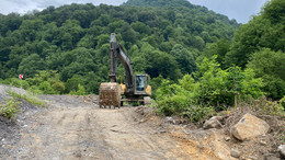 Zonguldak'ta 1183 yaşındaki porsuk ağacını kestiler! Suç duyurusu yapıldı